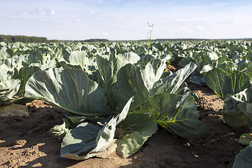 Image showing green cabbage in a field