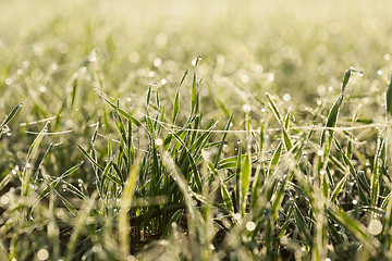 Image showing young grass plants, close-up