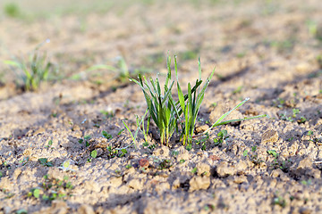 Image showing young grass plants, close-up