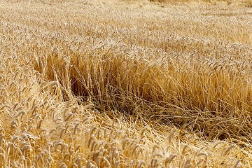 Image showing destroyed by the storm wheat