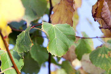 Image showing yellowing foliage linden