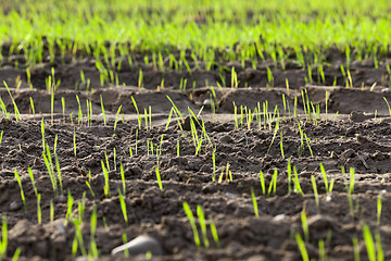 Image showing young grass plants, close-up