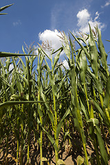 Image showing Corn field, summer