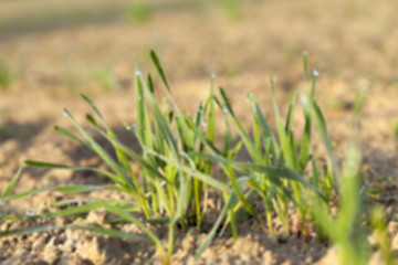 Image showing young grass plants, close-up