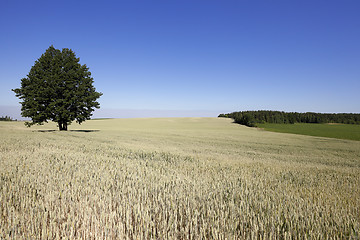 Image showing ripe yellow cereals