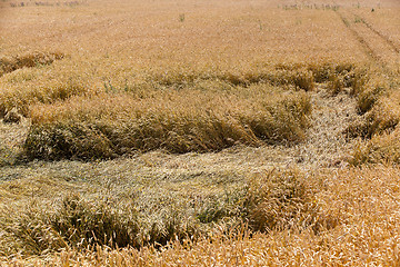 Image showing destroyed by the storm wheat