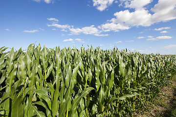 Image showing Corn field, summer