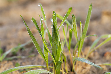 Image showing young grass plants, close-up