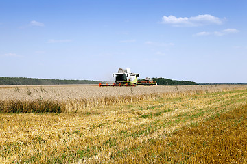 Image showing cereals during harvest