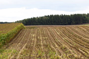 Image showing collection corn crop, close-up