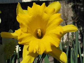 Image showing Sun flower