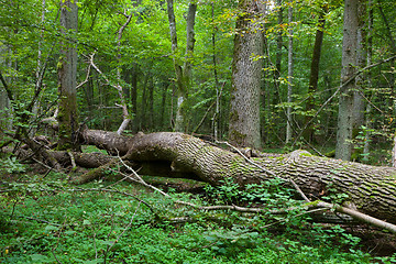 Image showing Autumnal deciduous stand with dead tree