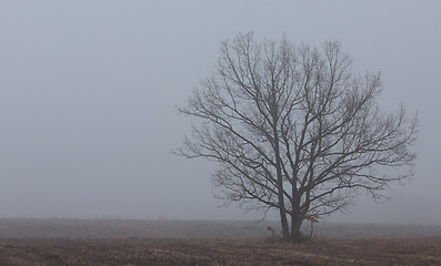Image showing Lonely tree in misty morning