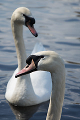 Image showing Swan (Cygnini)