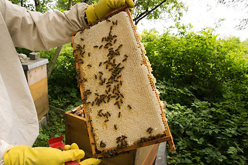 Image showing Beekeeper