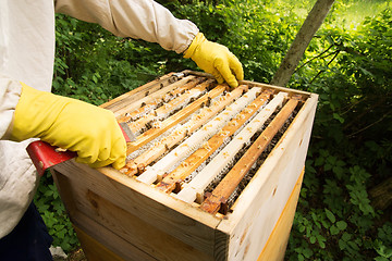 Image showing Beekeeper