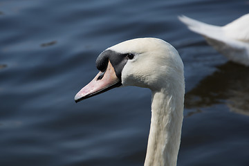 Image showing Swan (Cygnini)