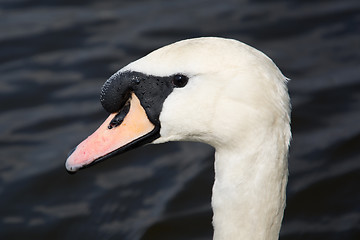 Image showing Swan (Cygnini)