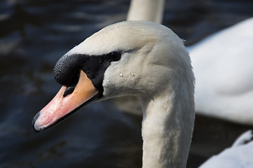 Image showing Swan (Cygnini)