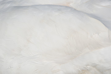 Image showing Feather of a Swan (Cygnini)