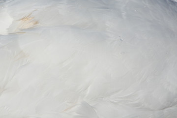 Image showing Feather of a Swan (Cygnini)