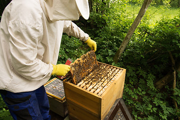 Image showing Beekeeper