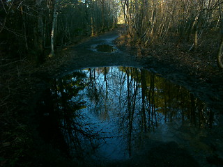 Image showing Nature mirror