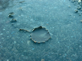 Image showing Leaf in winter