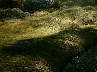 Image showing Hairy grass