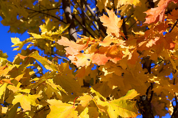 Image showing autumn in the park