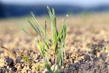 Image showing young grass plants, close-up