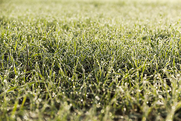 Image showing young grass plants, close-up