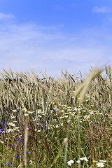 Image showing flowers in the field