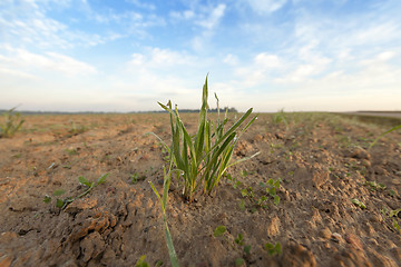 Image showing young grass plants, close-up