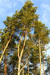 Image showing photographed the tops of pines