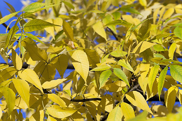 Image showing yellowing leaves on the trees