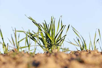 Image showing young grass plants, close-up