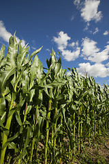 Image showing Corn field, summer