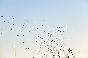 Image showing birds flying in the sky