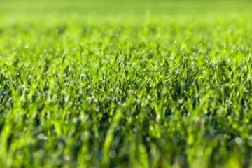 Image showing young grass plants, close-up