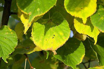 Image showing yellowing foliage linden