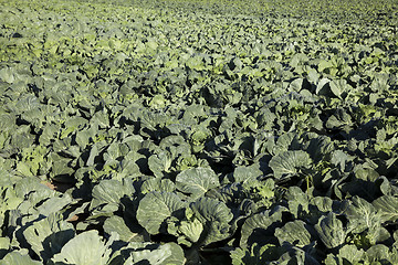 Image showing Field of cabbage, spring