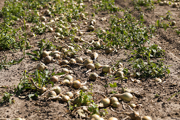 Image showing Harvesting onion field