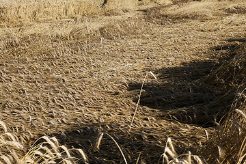 Image showing ripe yellow cereals