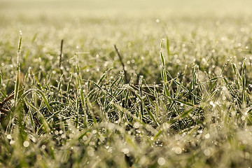 Image showing young grass plants, close-up