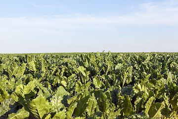 Image showing Field with sugar beet