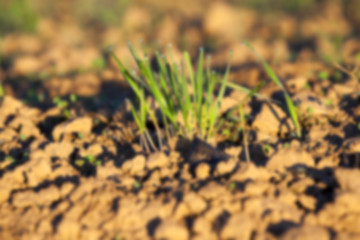 Image showing young grass plants, close-up