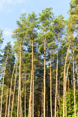 Image showing photographed the tops of pines