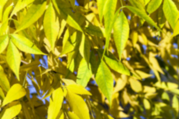 Image showing autumn in the park