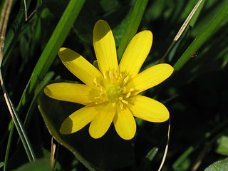 Image showing Summer mountain flower
